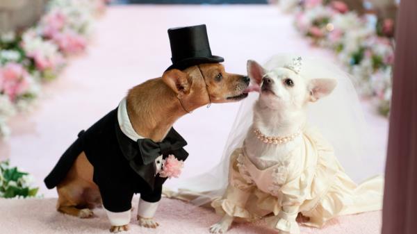 Dog Couple Wedding Dress Wallpaper