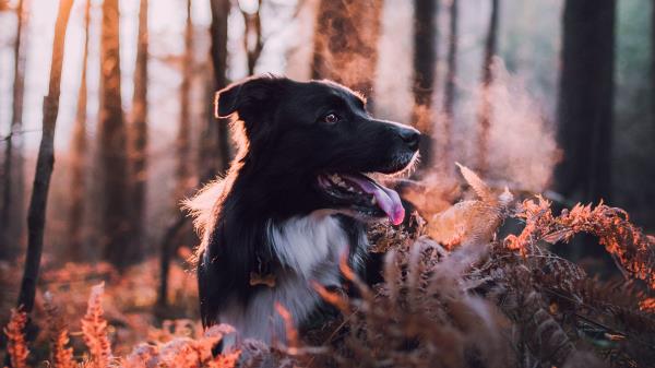 Dog Dawn Frost Wallpaper
