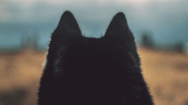 Dog Ears Fur Wallpaper