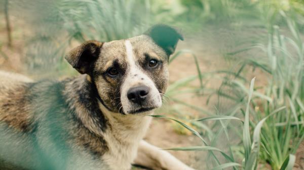 Dog Face Blurring Wallpaper