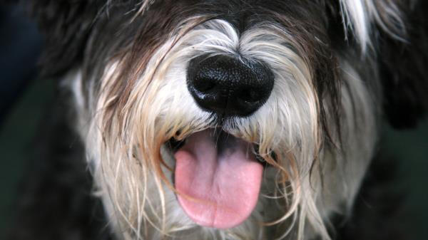 Dog Face Furry Tongue Wallpaper