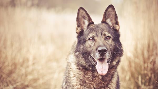 Dog Face Grass Blurring Wallpaper