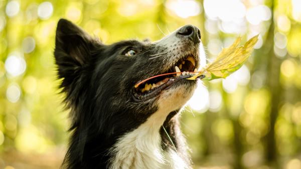 Dog Face Leaves Playful Wallpaper