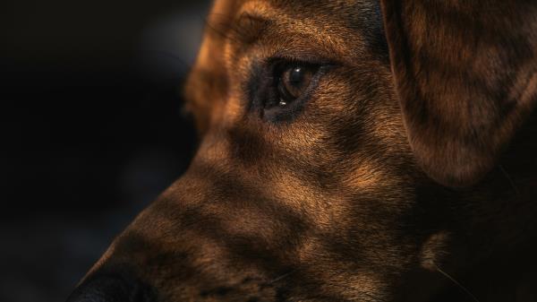 Dog Face Shadow Eye Wallpaper