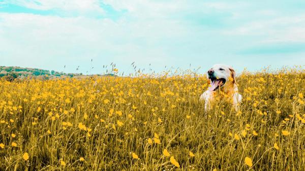 Dog Field Flowers Wallpaper