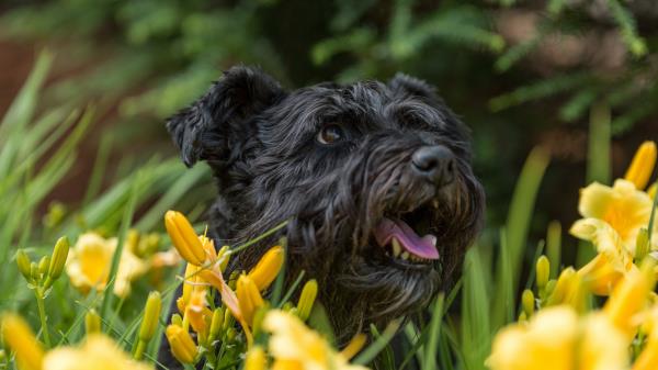 Dog Flowers Face Protruding Tongue Wallpaper