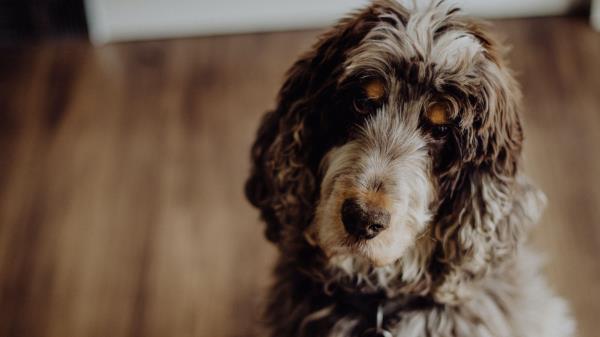 Dog Furry Pet Wallpaper
