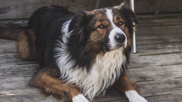 Dog Furry Spotted Wallpaper