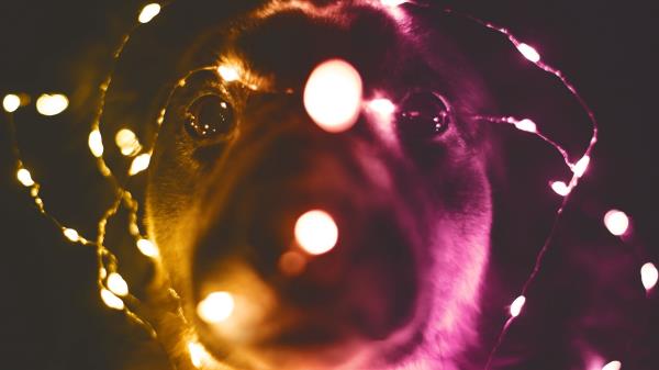 Dog Garland Funny Wallpaper
