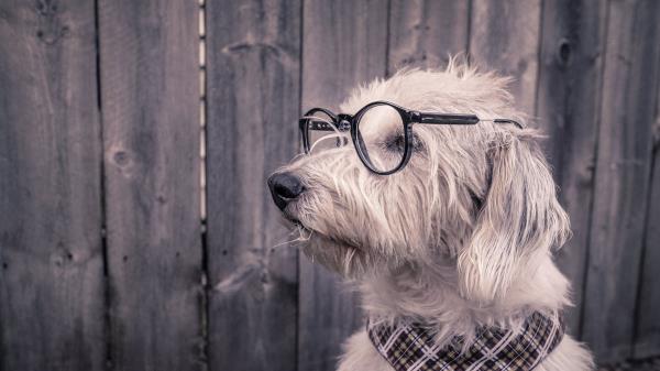 Dog Glasses Scarf Wallpaper