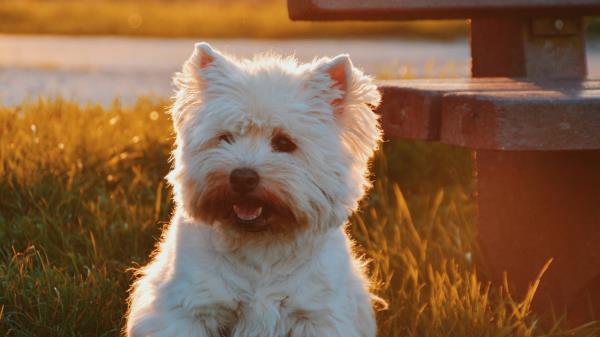 Dog Grass Fluffy Wallpaper