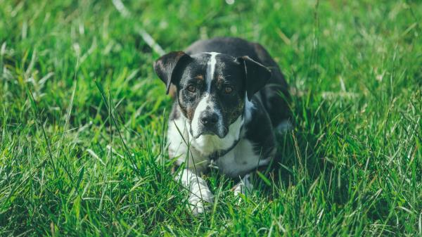 Dog Grass Lying Muzzle Wallpaper