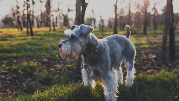 Dog Grass Walk Wallpaper