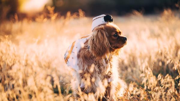 Dog Grass Walk Sunlight Wallpaper