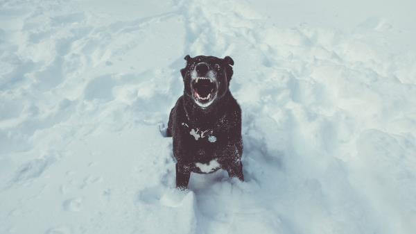 Dog Grin Snow Wallpaper