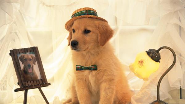Dog Hat Portrait Light Wallpaper
