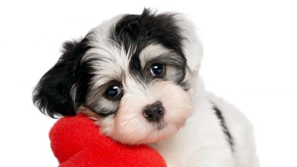 Dog Heart White Background Wallpaper