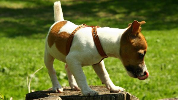 Dog Hemp Climbing Spotted Wallpaper