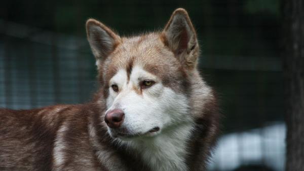 Dog Husky Color Look Watc Wallpaper