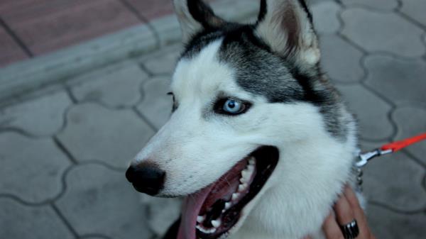 Dog Husky Muzzle Eyes Collar Wallpaper