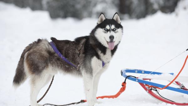 Dog Husky Sle Wallpaper
