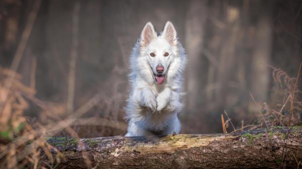 Dog Jump White Log Wallpaper