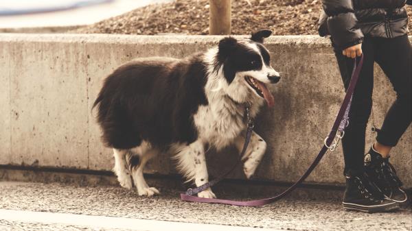 Dog Leash Walk Wallpaper