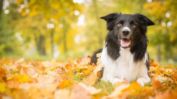 Dog Leaves Autumn Lies wallpaper