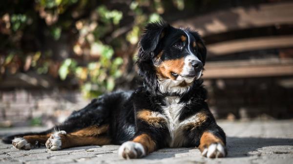 Dog Lies Spotted Wallpaper