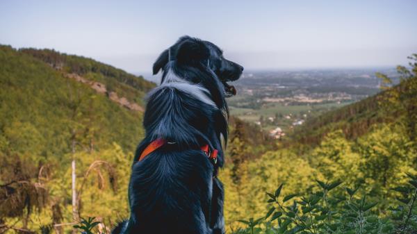 Dog Mountains Sitting Wallpaper