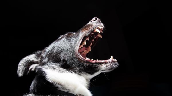 Dog Mouth Muzzle Fangs Wallpaper