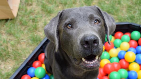 Dog Muzzle Balls Wallpaper