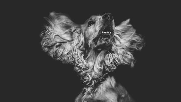 Dog Muzzle Bw Image Wallpaper
