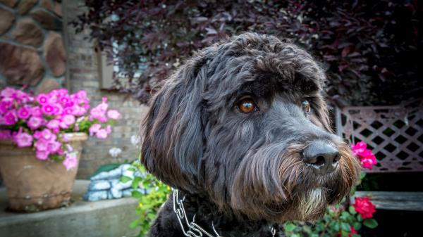 Dog Muzzle Collar Flowers Wallpaper