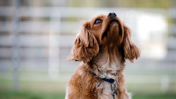 Dog Muzzle Collar Wallpaper