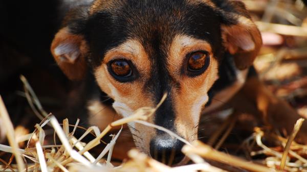 Dog Muzzle Eyes Wallpaper