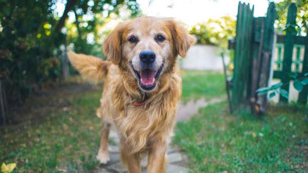 Dog Muzzle Fluffy Wallpaper