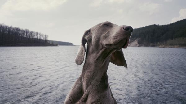 Dog Muzzle Funny Wallpaper