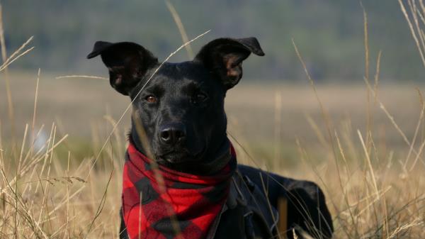 Dog Muzzle Handkerchief Grass Wallpaper