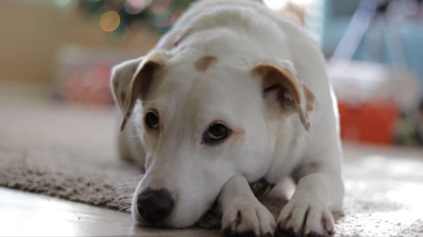 Dog Muzzle Lies Wallpaper