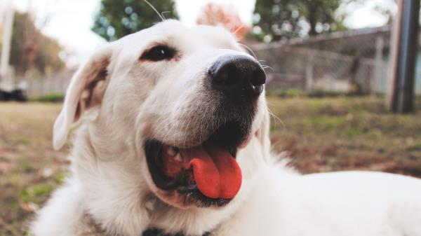 Dog Muzzle Protruding Tongue Image Wallpaper