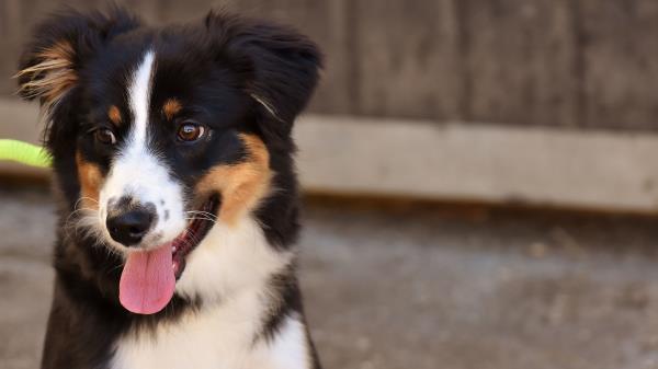 Dog Muzzle Protruding Tongue wallpaper