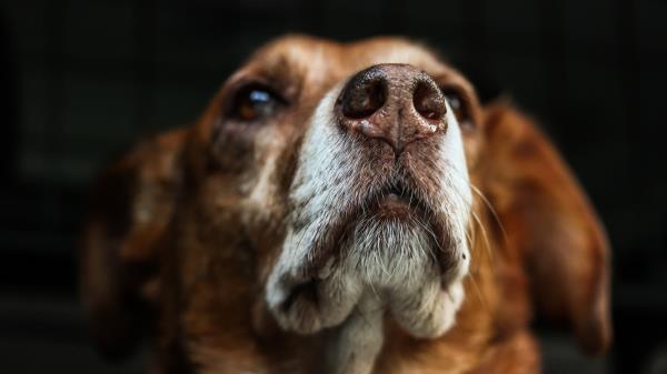 Dog Muzzle Sight Wallpaper