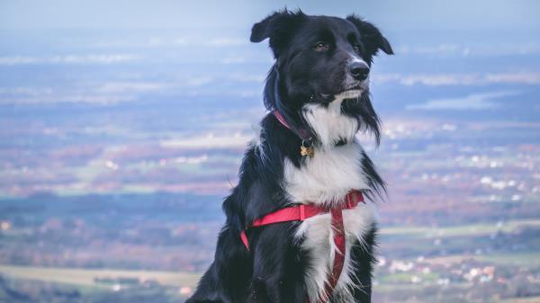 Dog Muzzle Sitting Spotted Wallpaper