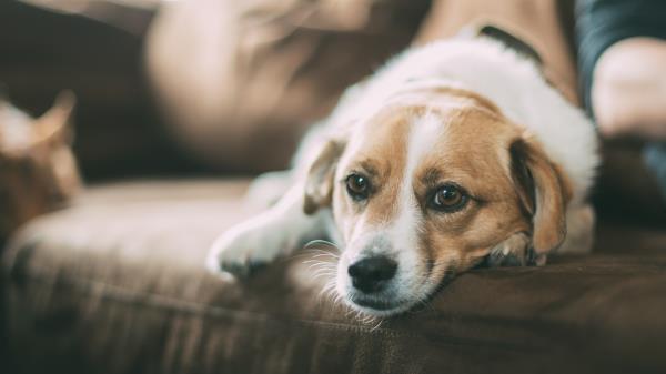 Dog Muzzle Sofa Lying Wallpaper