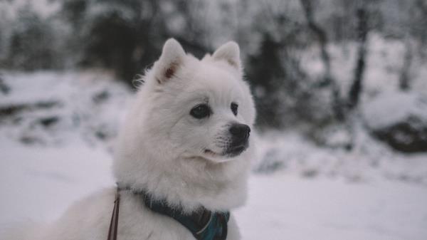 Dog Muzzle White Image Wallpaper