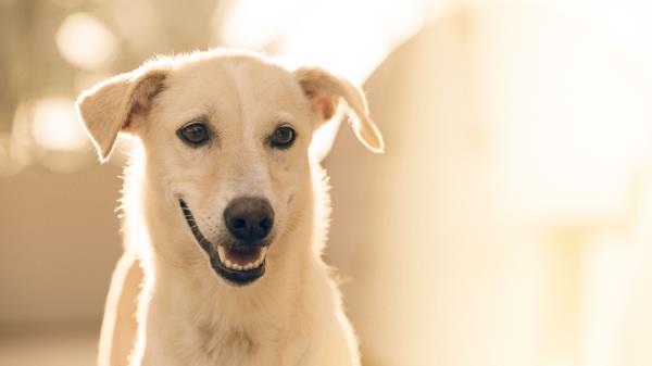 Dog Muzzle White Wallpaper