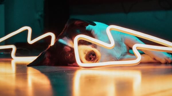 Dog Neon Light Wallpaper