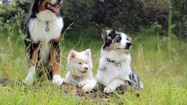 Dog Pedigree Photoshoot Wallpaper