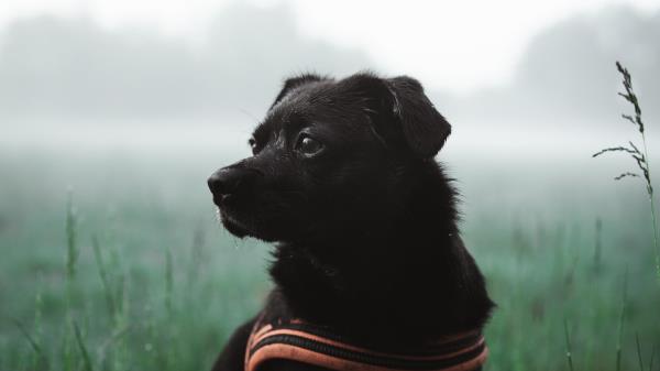 Dog Pet Black Wallpaper